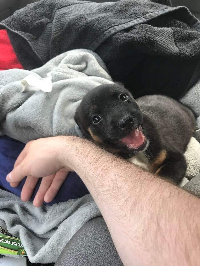 32 fotos abençoadas de animais de estimação olhando para seus donos 21