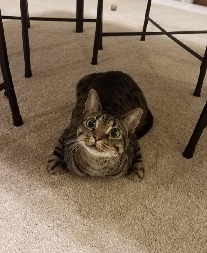 32 fotos abençoadas de animais de estimação olhando para seus donos 26