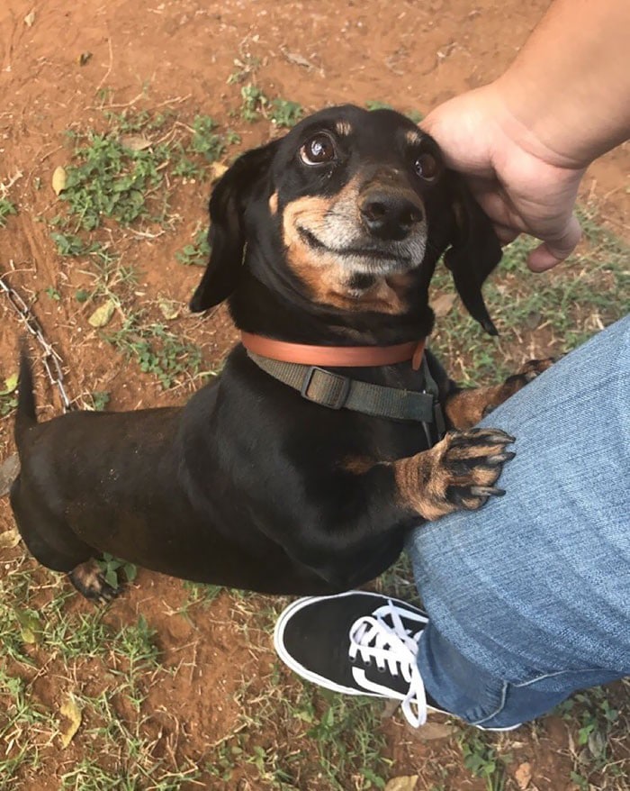 32 fotos abençoadas de animais de estimação olhando para seus donos 29