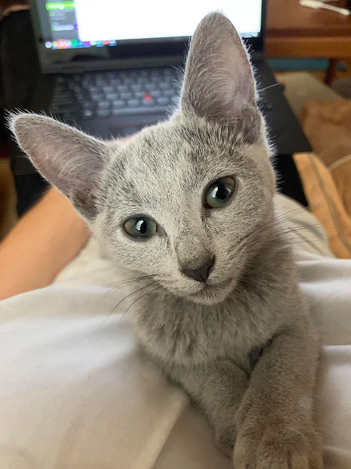 32 fotos abençoadas de animais de estimação olhando para seus donos 30