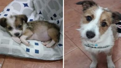 28 fotos de animais de estimação de resgate mais saudáveis do mês de maio 40