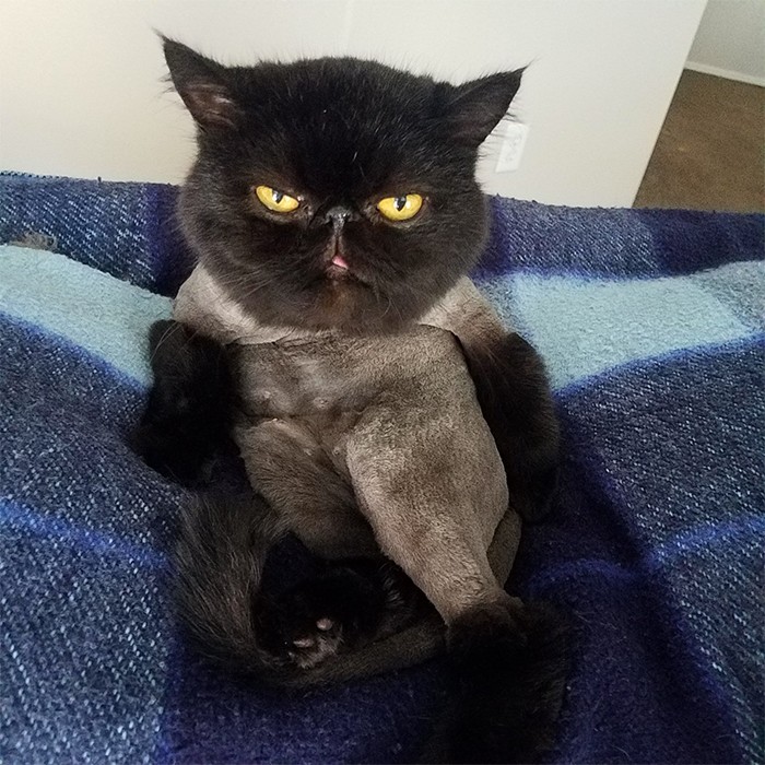 30 fotos de gatos que sentam confortavelmente em posições estranhas 1