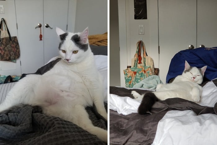 30 fotos de gatos que sentam confortavelmente em posições estranhas 9