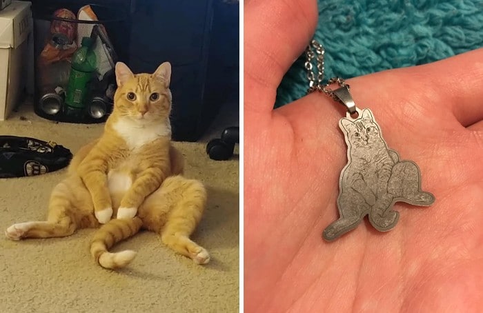 30 fotos de gatos que sentam confortavelmente em posições estranhas 25