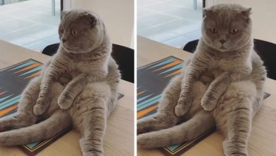 30 fotos de gatos que sentam confortavelmente em posições estranhas 8