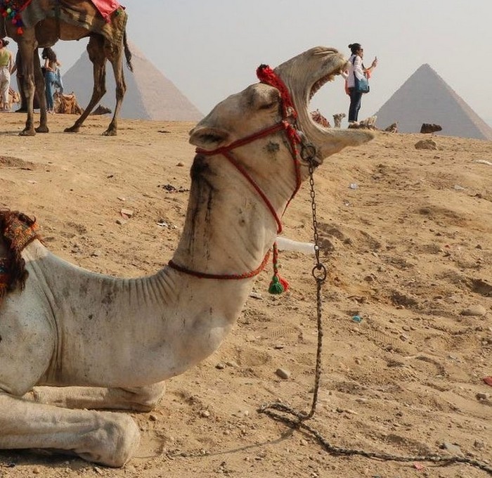 20 fotos que tivemos que olhar duas vezes para entender 17 20 fotos que tivemos que olhar duas vezes para entender 17