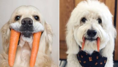 Nova raça de cachorro: O Cão vampiro (21 fotos) 40