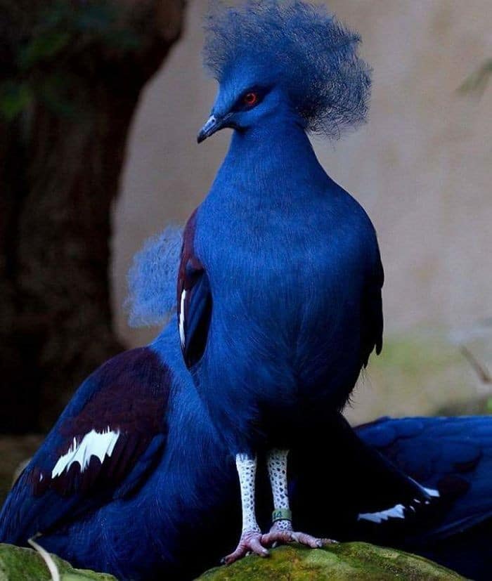 25 pássaros majestosos e únicos que surpreendem as pessoas com sua beleza 7 25 pássaros majestosos e únicos que surpreendem as pessoas com sua beleza 7