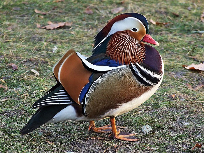 25 pássaros majestosos e únicos que surpreendem as pessoas com sua beleza 12 25 pássaros majestosos e únicos que surpreendem as pessoas com sua beleza 12