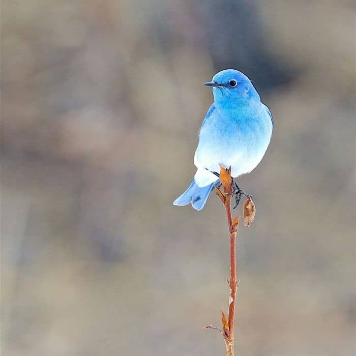 25 pássaros majestosos e únicos que surpreendem as pessoas com sua beleza 17