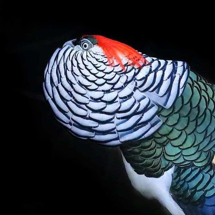25 pássaros majestosos e únicos que surpreendem as pessoas com sua beleza 19