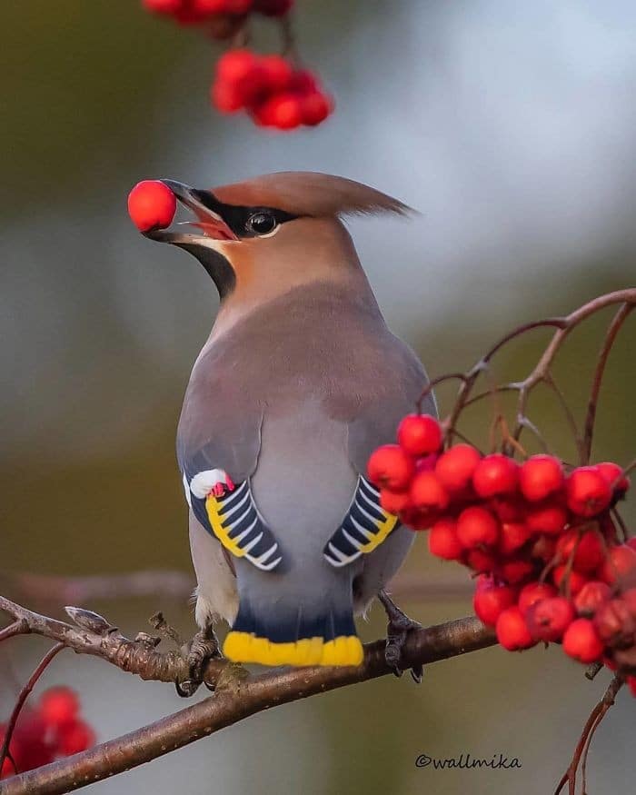 25 pássaros majestosos e únicos que surpreendem as pessoas com sua beleza 19