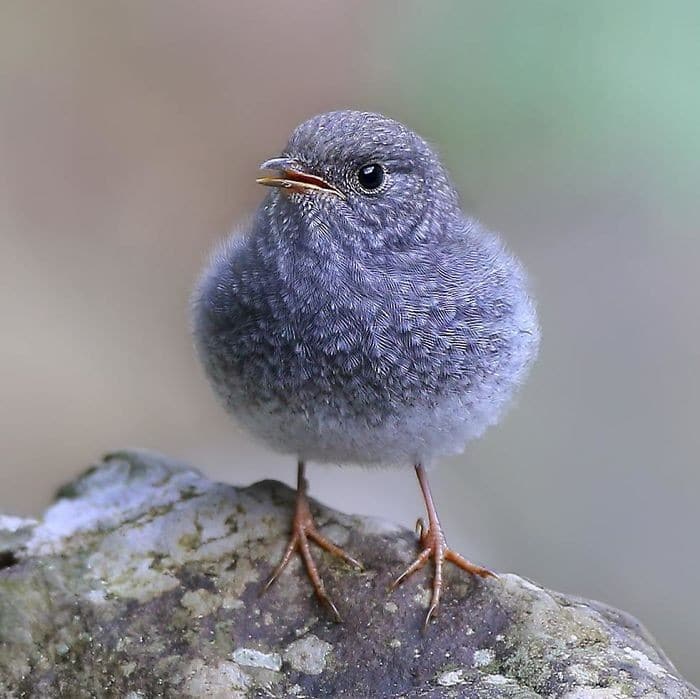 25 pássaros majestosos e únicos que surpreendem as pessoas com sua beleza 22 25 pássaros majestosos e únicos que surpreendem as pessoas com sua beleza 22