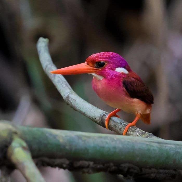 25 pássaros majestosos e únicos que surpreendem as pessoas com sua beleza 23 25 pássaros majestosos e únicos que surpreendem as pessoas com sua beleza 23