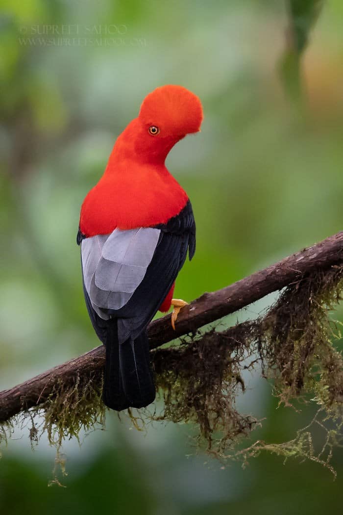 25 pássaros majestosos e únicos que surpreendem as pessoas com sua beleza 25 25 pássaros majestosos e únicos que surpreendem as pessoas com sua beleza 25
