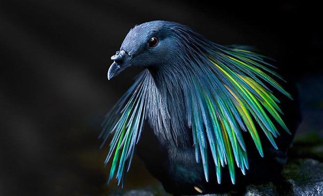 25 pássaros majestosos e únicos que surpreendem as pessoas com sua beleza 31