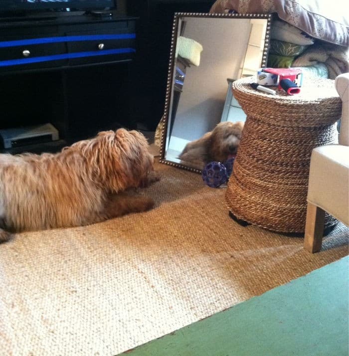 29 animais de estimação que descobriram espelhos 18