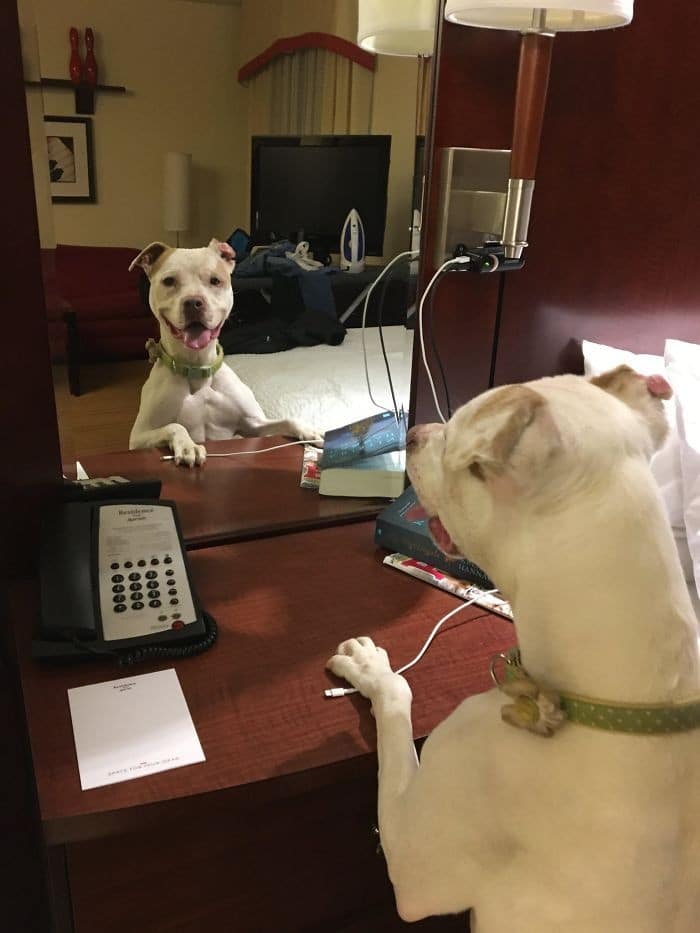 29 animais de estimação que descobriram espelhos 12