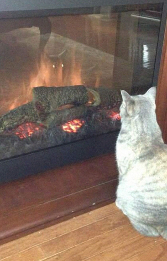 29 animais de estimação que descobriram espelhos 1