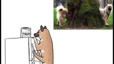 Autor reimagina os animais a partir de fotos engraçadas virais (6 fotos) 31
