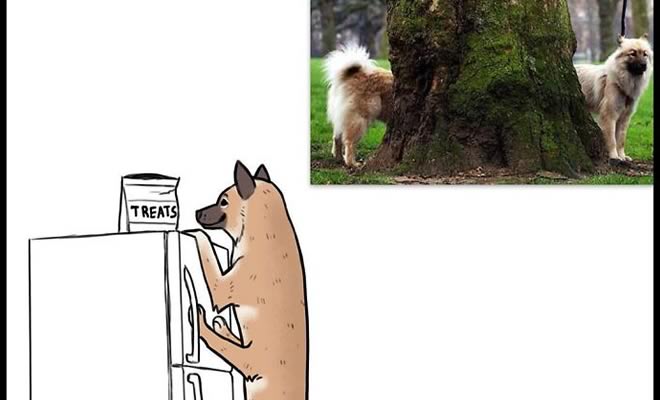 Autor reimagina os animais a partir de fotos engraçadas virais (6 fotos)