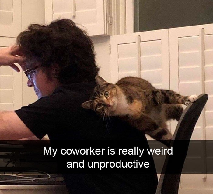 45 das postagens mais engraçadas sobre gatos que são impossíveis de não rir 1