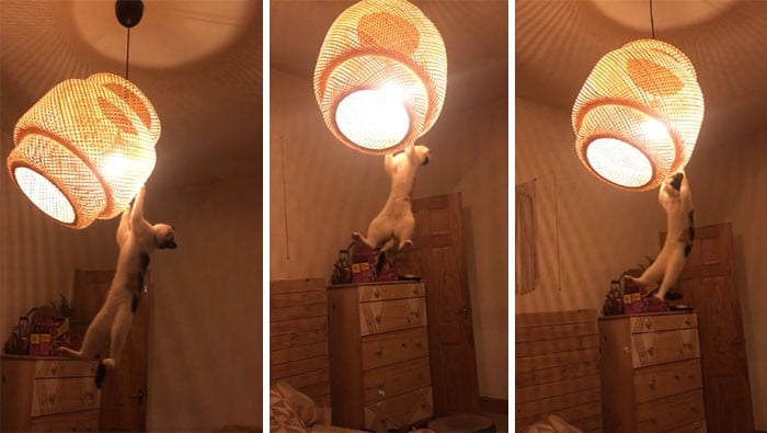 45 das postagens mais engraçadas sobre gatos que são impossíveis de não rir 2