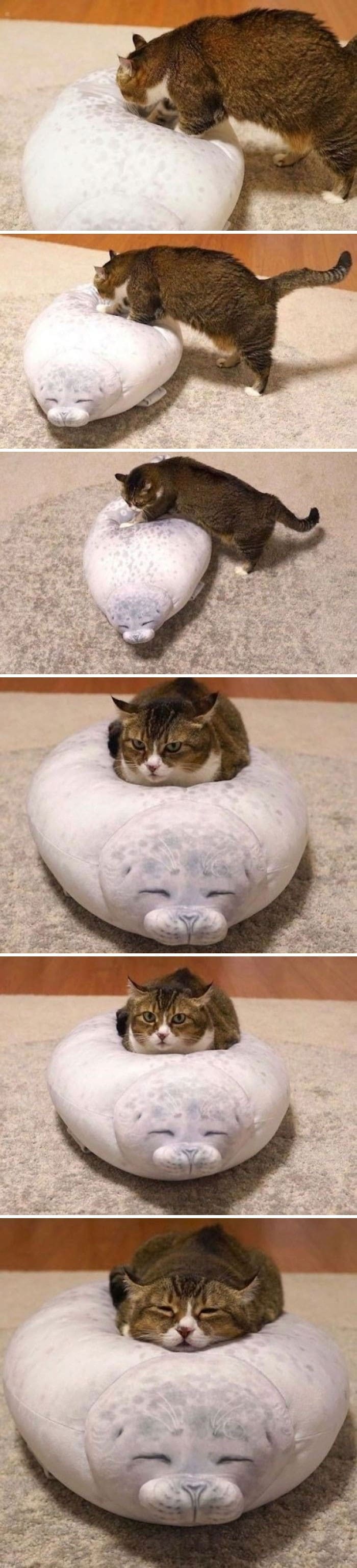 45 das postagens mais engraçadas sobre gatos que são impossíveis de não rir 7