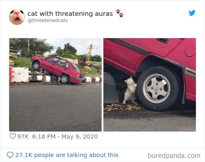 45 das postagens mais engraçadas sobre gatos que são impossíveis de não rir 9