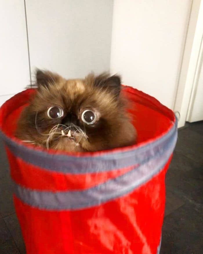 45 das postagens mais engraçadas sobre gatos que são impossíveis de não rir 9