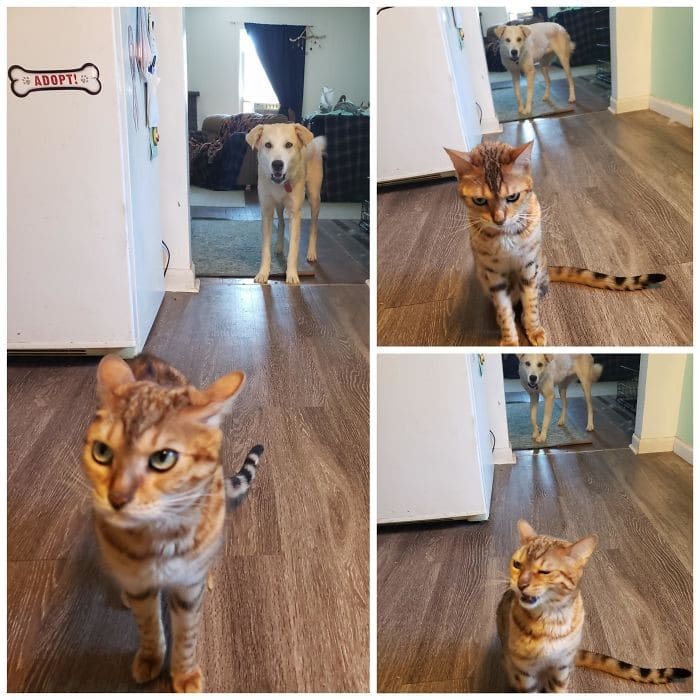 45 das postagens mais engraçadas sobre gatos que são impossíveis de não rir 10