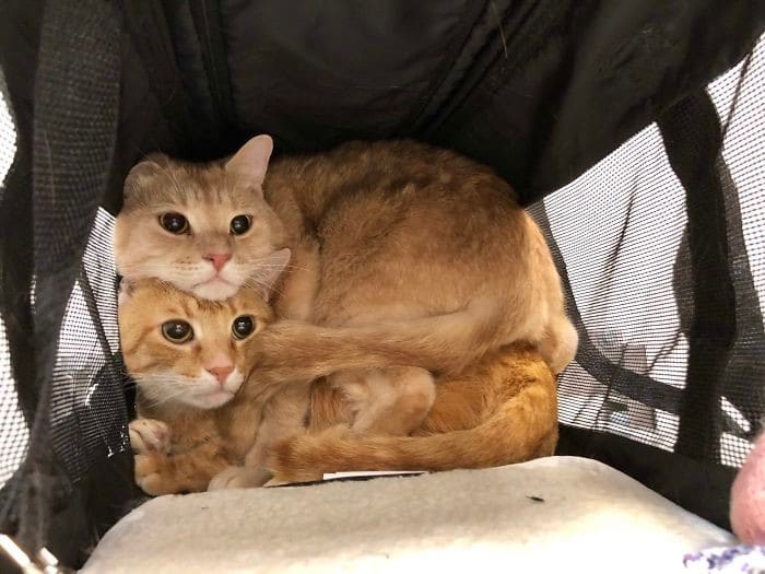 45 das postagens mais engraçadas sobre gatos que são impossíveis de não rir 17