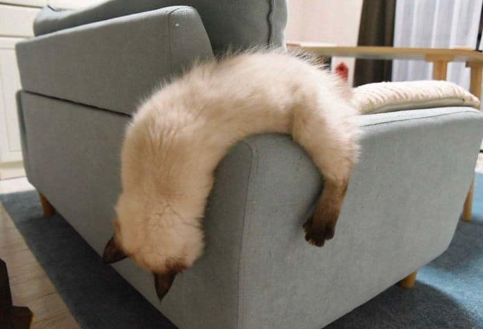 45 das postagens mais engraçadas sobre gatos que são impossíveis de não rir 20