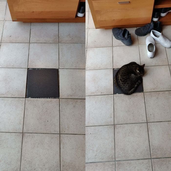 45 das postagens mais engraçadas sobre gatos que são impossíveis de não rir 22