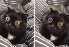 45 das postagens mais engraçadas sobre gatos que são impossíveis de não rir 7