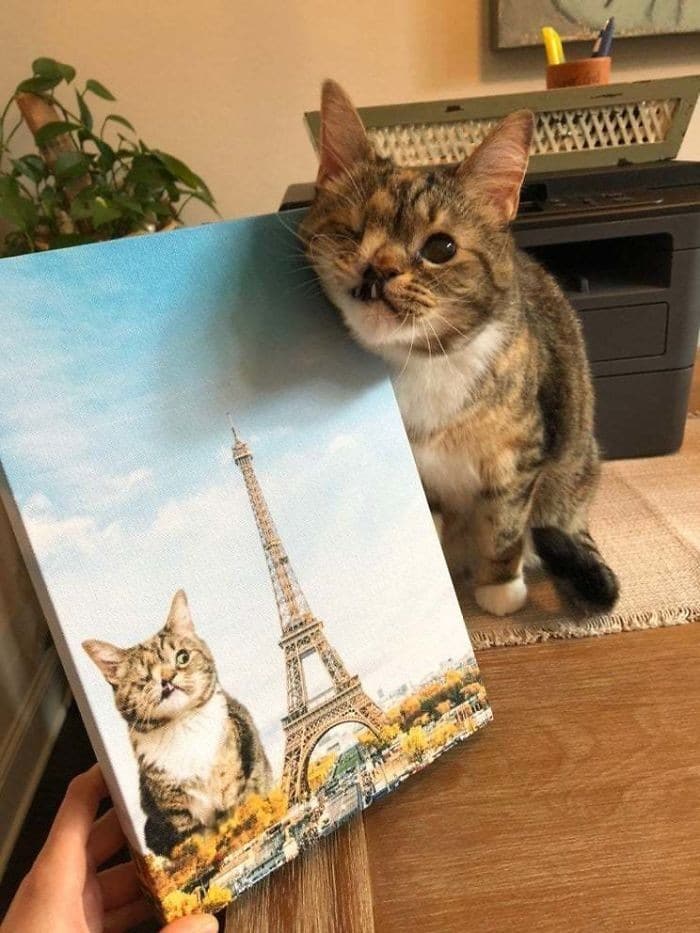 45 das postagens mais engraçadas sobre gatos que são impossíveis de não rir 32