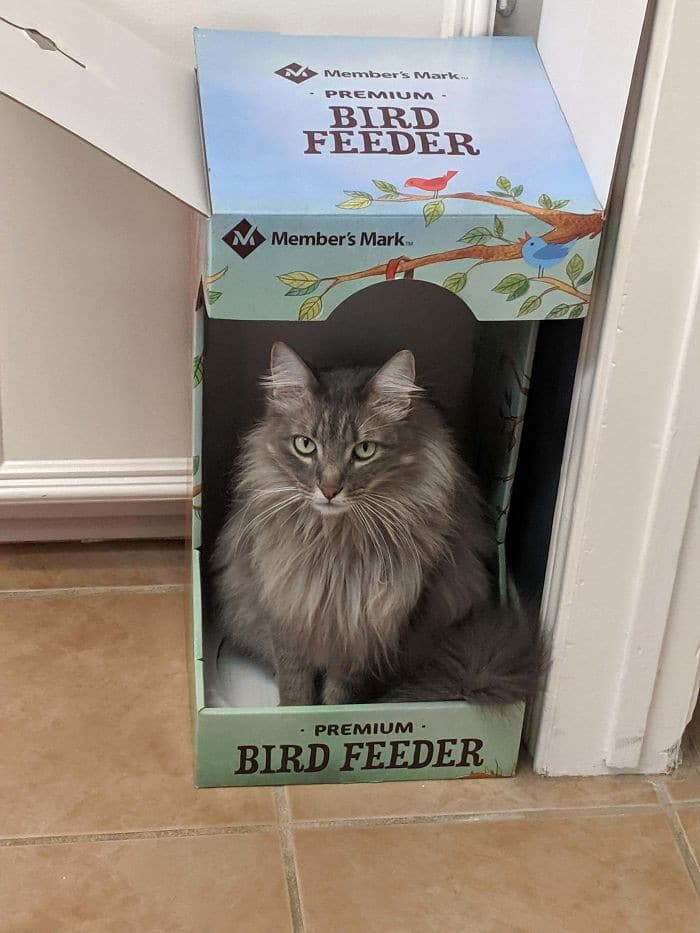 45 das postagens mais engraçadas sobre gatos que são impossíveis de não rir 33