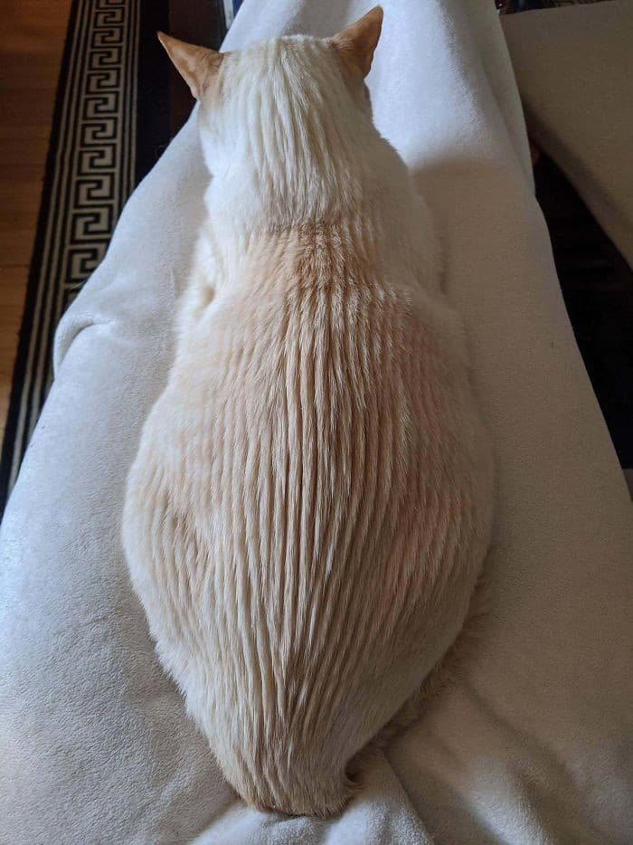 45 das postagens mais engraçadas sobre gatos que são impossíveis de não rir 34