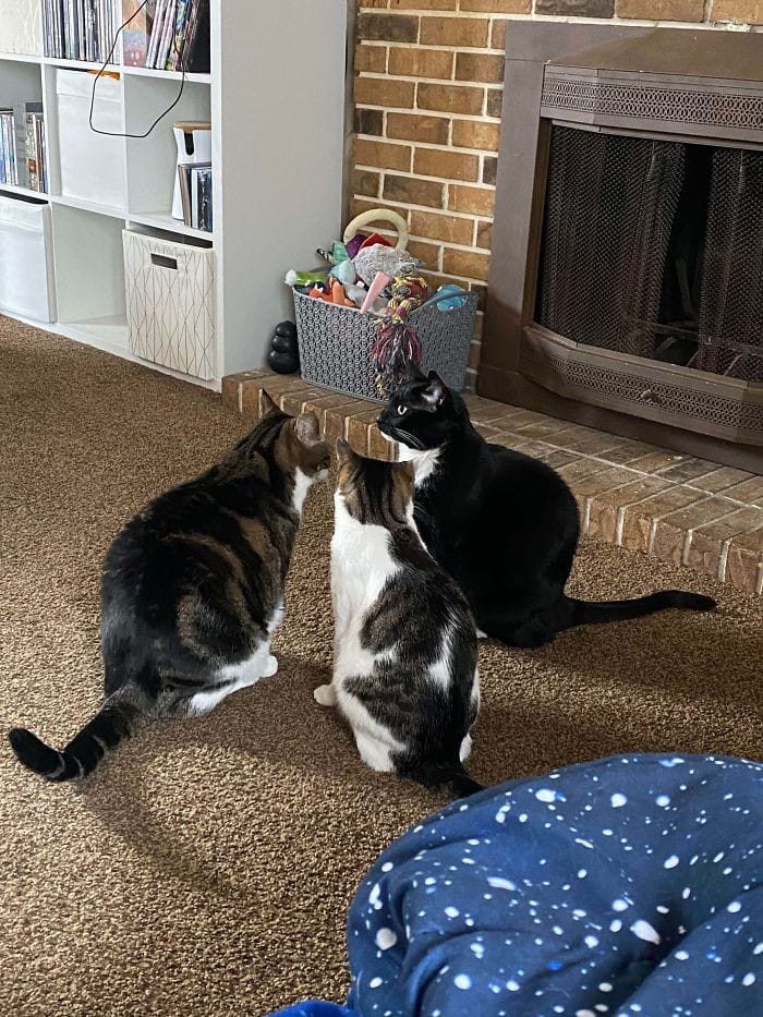 45 das postagens mais engraçadas sobre gatos que são impossíveis de não rir 35