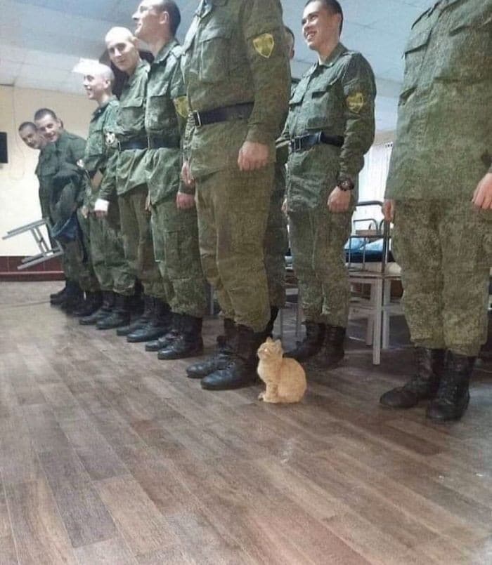 45 das postagens mais engraçadas sobre gatos que são impossíveis de não rir 38