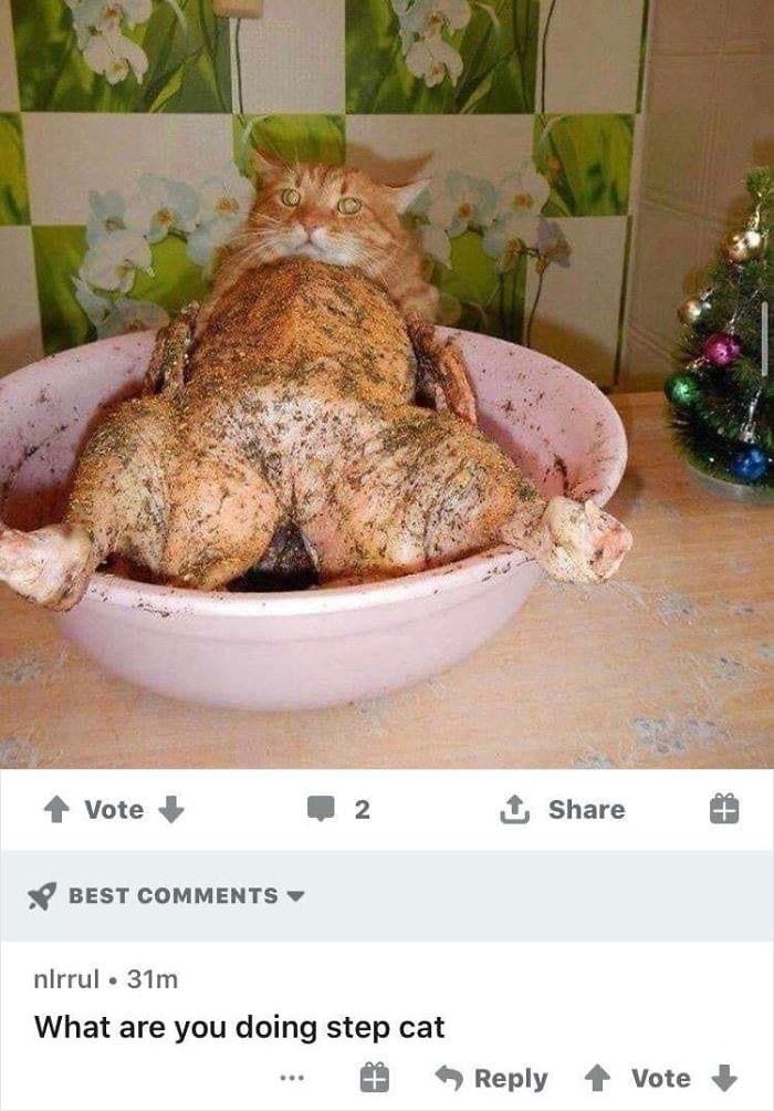 45 das postagens mais engraçadas sobre gatos que são impossíveis de não rir 39