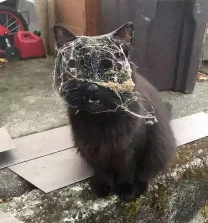 45 das postagens mais engraçadas sobre gatos que são impossíveis de não rir 41