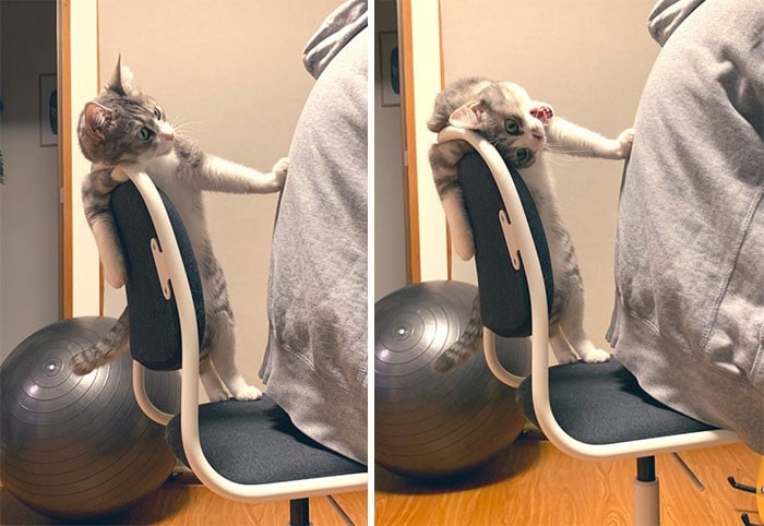 45 das postagens mais engraçadas sobre gatos que são impossíveis de não rir 44