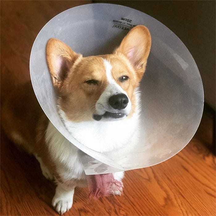 35 fotos engraçadas de animais de estimação usando cone 2