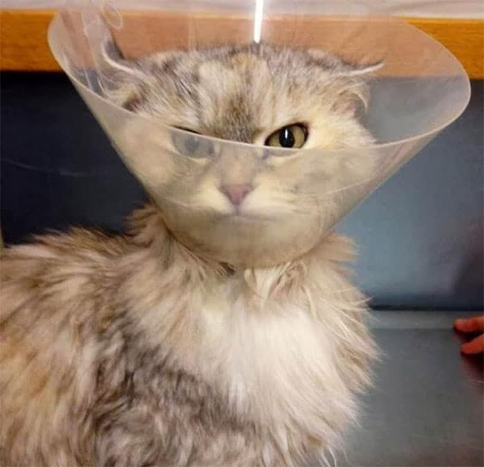 35 fotos engraçadas de animais de estimação usando cone 3