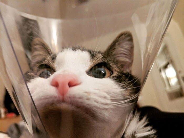 35 fotos engraçadas de animais de estimação usando cone 4