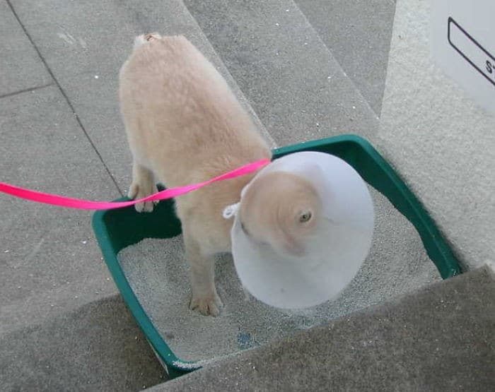 35 fotos engraçadas de animais de estimação usando cone 9