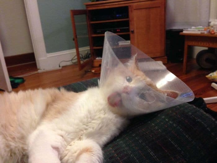 35 fotos engraçadas de animais de estimação usando cone 10