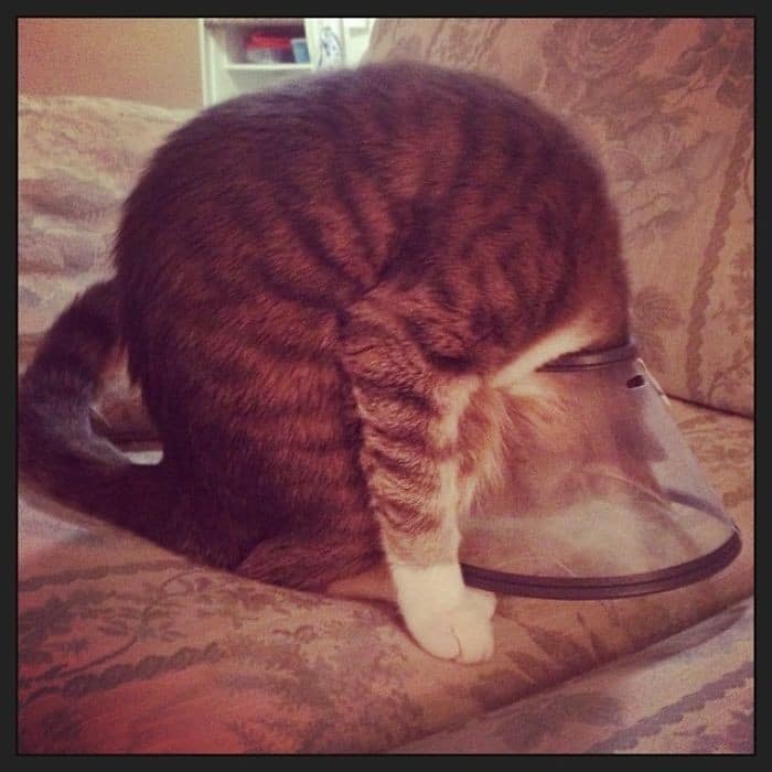 35 fotos engraçadas de animais de estimação usando cone 11