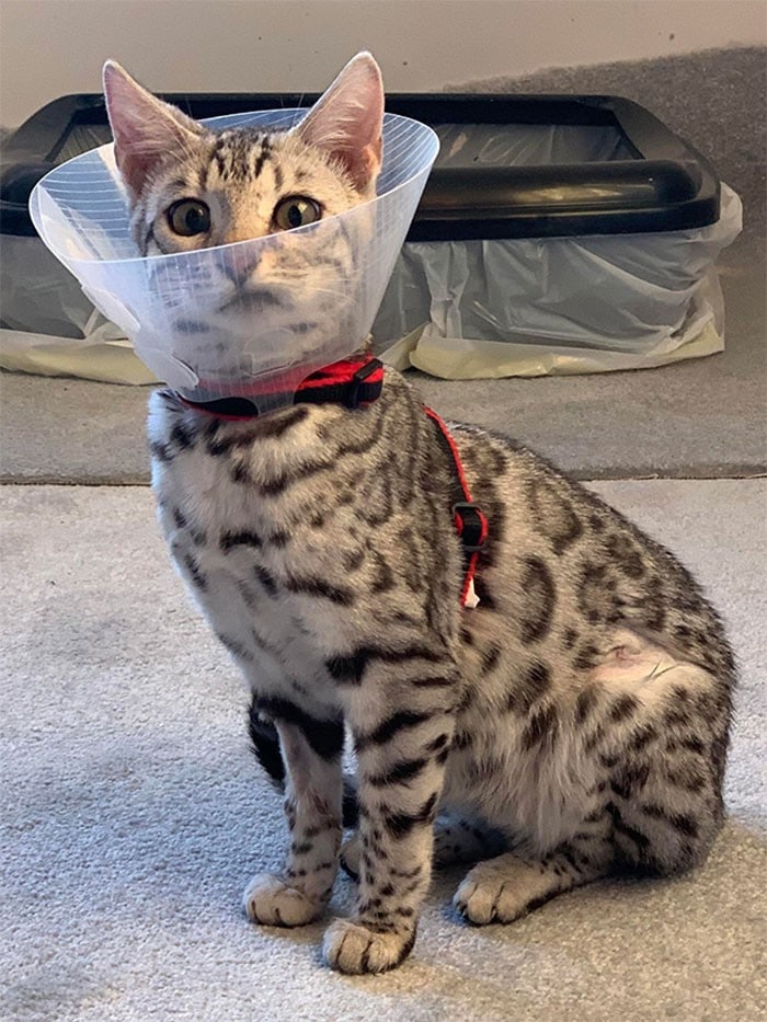 35 fotos engraçadas de animais de estimação usando cone 14